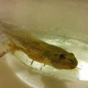 Ayuda identificar especie de renacuajo