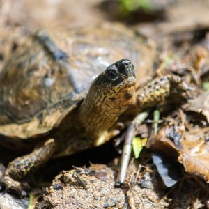 Rhinoclemmys funerea