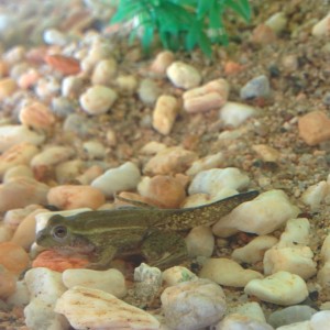 Especie a identificar