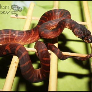 Boelen's python strange