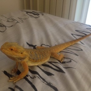 Fase pogona