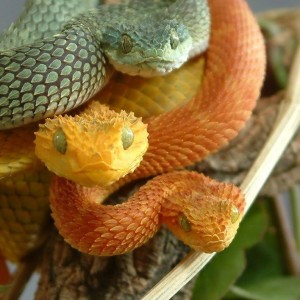 Atheris Squamigera