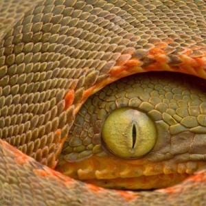 Amazon tree boa (Corallus hortulanus)
