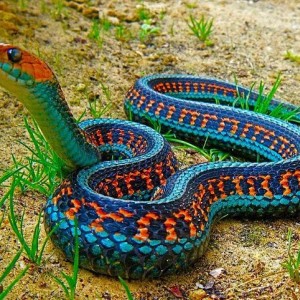 serpiente jarretera culebra rayada 630x481