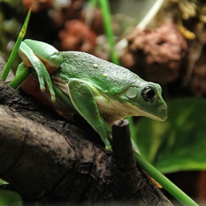agalychnis dacnicolor