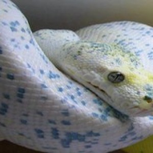 Piton verde calico (Morelia viridis)