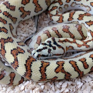 Jaguar chondro (Morelia spilota x Morelia viridis)