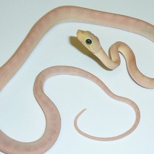 LEUCISTIC AMAZON TREE BOA (Corallus hortulanus)