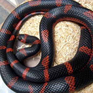 Reverse patterned honduran (Lampropeltis triangulum hondurensis)