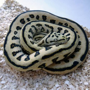 Juagua Chondro (Morelia viridis x Morelia spilota)