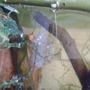 Saco de huevos, Hynobius dunni.