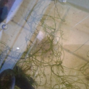 Saco de huevos, Hynobius dunni.