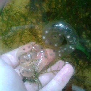 Par de sacos de huevos de H.dunni