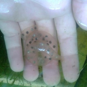 Saco de huevos de H.dunni