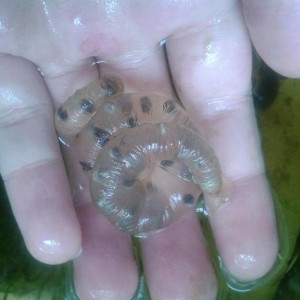 Saco de huevos de h.dunni