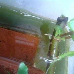 Saco de huevos de H.dunni