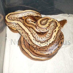 Mojave x Spinner.jpg