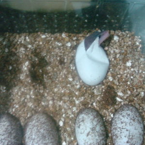 super mack snow2.JPG