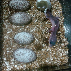 super mack snow 2.1.JPG