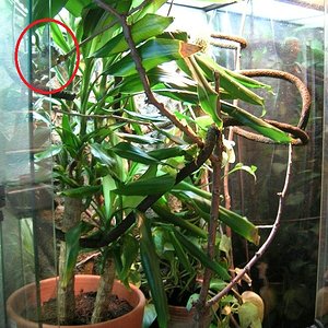 Nuevo terrario_Friky.jpg