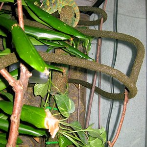 Nuevo terrario_Friky2.JPG