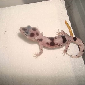 mack enigma het bell.jpg