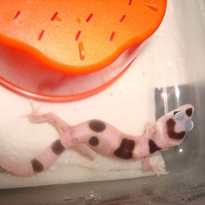 mack enigma het tremper.jpg