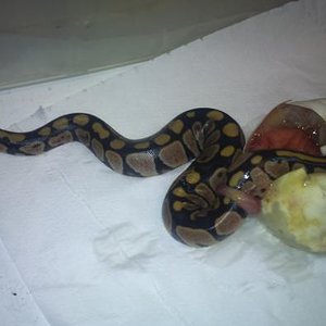 DSC00273- reducida.jpg