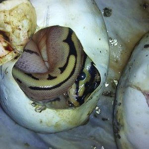 DSC00271- reducida.jpg