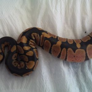 DSC00284- reducida.jpg