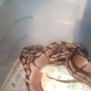 DSC00278- reducida.jpg