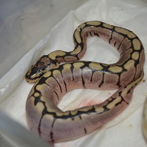 DSC_1441- reducida.jpg