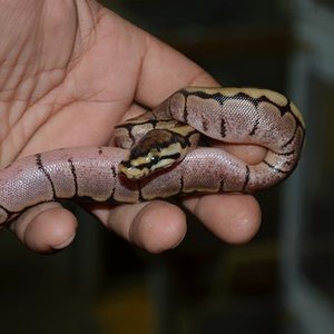 DSC_1443- reducida.jpg