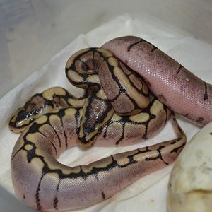 DSC_1442- reducida.jpg