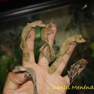 henkelis 2011 002.jpg