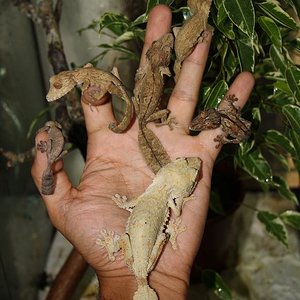 henkelis 2011 015.jpg