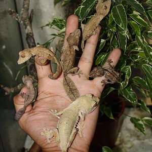 henkelis 2011 017.jpg