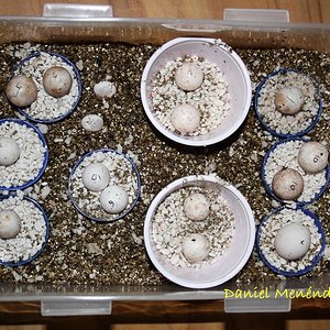 huevos Uroplatus.jpg