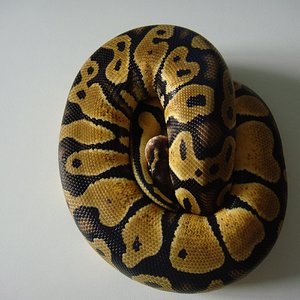 DSC04236 [1600x1200].JPG