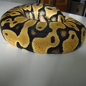 DSC04237 [1600x1200].JPG