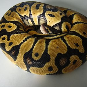 DSC04238 [1600x1200].JPG