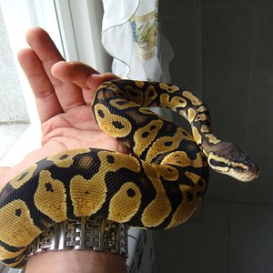 DSC04242 [1600x1200].JPG