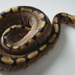 DSC04264 [1600x1200].JPG