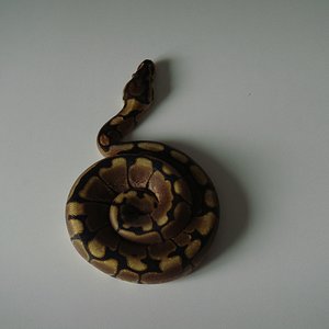 DSC04265 [1600x1200].JPG