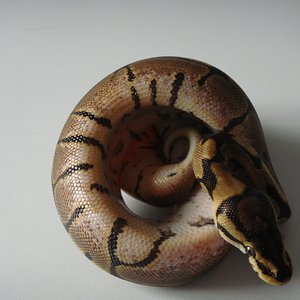 DSC04268 [1600x1200].JPG