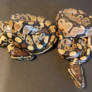 Fire 26-9-2011 (4).JPG