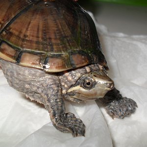 Sternotherus odoratus 02.JPG
