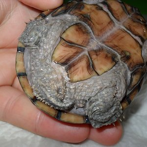 Sternotherus odoratus 01.JPG