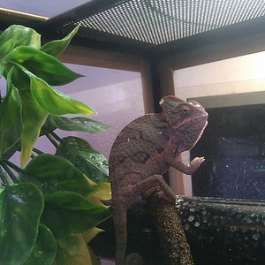 Calyptratus Hembra.jpg