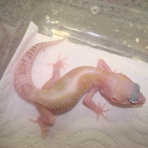 mack snow raptor1.jpg